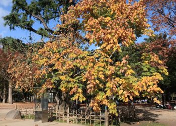 അണുബോംബിനെ അതിജീവിച്ച പാരസോള്‍ !