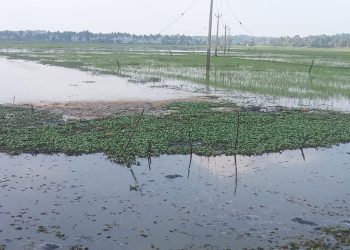 വെള്ളം കയറി നെൽപ്പാടം; ആശങ്കയോടെ കർഷകർ